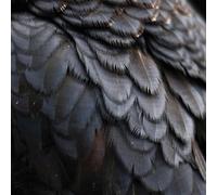 Ex People - Bird