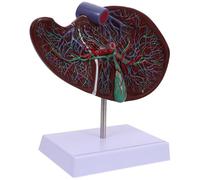 EXAOMBLE Modèle Anatomique de Foie Humain Réaliste avec Base Outil Enseignement Pratique pour Écoles de Médecine et Physiologie