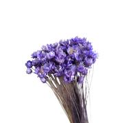 EXCEART 30 Pièces Marguerite Fleur Préservée Pourpre, Boule Verre | Fleurs Séchées Naturelles, Accessoires Photo, Vitrine Boutique, Bureau, Composition de Fleur, Style Réaliste
