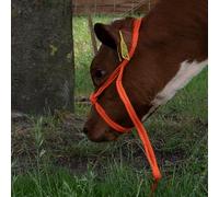 Excellent Fournitures De Soins De Santé Halter Grande Vache Réglable Orange