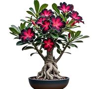 Excellent rhizome de rose, vivace rustique, décoration de jardin, pas d'arrosage nécessaire, plantation professionnelle, convient pour le printemps et l'automne