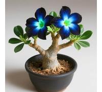 Excellent rhizome de rose, vivace rustique, décoration de jardin, pas d'arrosage nécessaire, plantation professionnelle, convient pour le printemps et l'automne