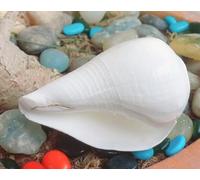 Exclusive Global Lovely Religious Hindou Puja Soufflant Conque Bajanewala Shankh 7,6 cm Shivratri