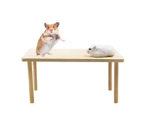 Exercise Gym - Timber Jungle for Gnawing | Kiln-Dried Birch Pillars with Hanging Swing Hooks & Multi Level Steps for Squirrels, Chinchillas, Rabbits and Hamsters Enclosure Furniture