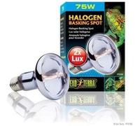 Exo Terra - Ampoule Halogène Basking Spot - 75W G