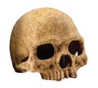 Primat Skull Décoration 15x16x16 Cm