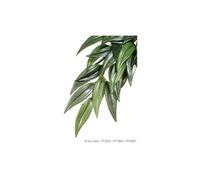exo terra plante ruscus - vert - pour terrarium G