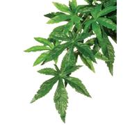 Exo Terra Plante suspendue Oeillet 55cm Décoration de terrarium