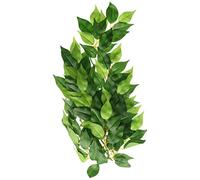 Ficus plante terrmm.