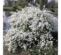 Exochorda macrantha The Bride Buisson de perles Arbuste de Jardin Caduc Rustique en Pot - Idéal pour les Massifs, les Bordures et plus encore