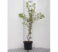 Exochorda racemosa 'Niagara'® - Reine-marguerite Niagara 25- 30 cm conteneur