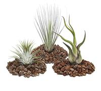 exotenherz - 1 set of 3 Tillandsias (1 ionantha 1 juncea 1 caput medusa)