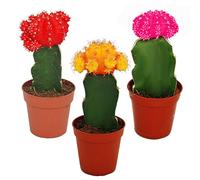 exotenherz - 3 cactus raffinés de différentes couleurs dans un ensemble, pot de 5,5cm, env. 10-12cm de haut