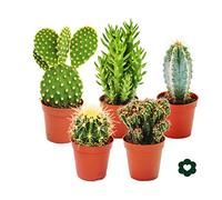exotenherz - 5 different Cactus - small collection - 5,5cm