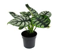 Exotenherz - Alocasia baginda Silver Dragon - Racine tropicale - Alocasie - Flèche en écailles de dragon argenté - Pot de 12 cm