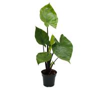 Exotenherz Alocasia « Black Cobra » - Cobra noir - Oreille d'éléphant - Feuille de flèche - Pot de 14 cm