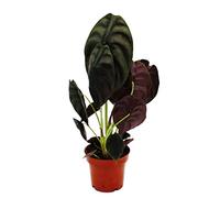 Exotenherz Alocasia cuprea « Red Secret », racine tropicale, alocasie, feuille de flèche métallique, secret rouge, pot de 12 cm
