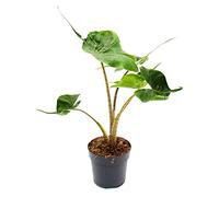 exotenherz Alocasia macrorrhiza Stingray - Roche tropicale - Alocasie - Flèche de roche - Pot de 11 cm.