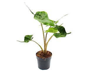 exotenherz Alocasia macrorrhiza Stingray - Roche tropicale - Alocasie - Flèche de roche - Pot de 11 cm.