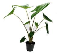 Exotenherz Alocasia zebrina - Feuille de flèche tigre - Pot de 14 cm - 35-45 cm de haut