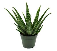 Exotenherz Aloe MEDIVERA Tropical - Nouvelle variété d'Aloe vera - Pot de 14 cm - environ 30 cm de haut