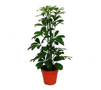 Exotenherz - Aralie rayonnante - Schefflera arboricola « Nora » - feuillage vert - 1 plante - plante d'intérieur facile d'entretien - purificateur d'air - pot de 12 cm