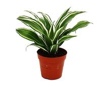 Exotenherz - Arbre de dragon - Dracaena deremensis fragrans White Jewel - Pot de 12cm - feuilles blanc-vert