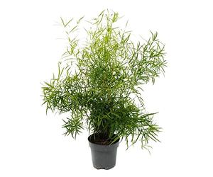 Exotenherz Asparagus falcatus Asperges décoratives, asperges d'Asparagus falcatus, facile d'entretien, pot de 17 cm