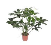 Exotenherz Baumfreund Philodendron Green Wonder Pot de 24 cm de haut Hauteur 100 cm