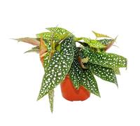 Exotenherz Bégonia à deux points - Begonia maculata « Double Dot » - Pot de 12 cm