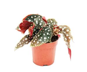Exotenherz Bégonia à pois - Mini bégonia à truite - Begonia maculata wightii - 7 cm