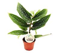 Exotenherz - Bégonia aile d'ange - Begonia Angel Wings - Feuilles vertes - Mini plante en pot de 5,5 cm