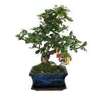 exotenherz - Bonsai Fukientee - Carmona microphylla - 6ans