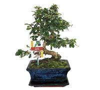 exotenherz - Bonsai Fukientee - Carmona microphylla - 8 ans