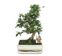 exotenherz - Bonsai Fukientee - Carmona microphylla - environ 10 ans