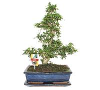 exotenherz - Bonsai Fukientee - Carmona microphylla - environ 12-15 ans
