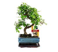 exotenherz - Bonsai orme de Chine - Ulmus parviflora - 6ans