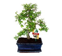 exotenherz - Bonsai orme de Chine - Ulmus parviflora - 8 ans
