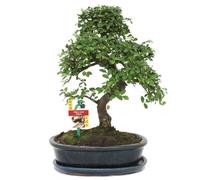 exotenherz - Bonsai orme de Chine - Ulmus parviflora - environ 10 ans