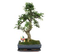 exotenherz - Bonsai orme de Chine - Ulmus parviflora - environ 12-15 ans