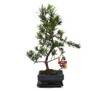 exotenherz - Bonsaï Pierre if - Podocarpus macrophyllus - 6ans