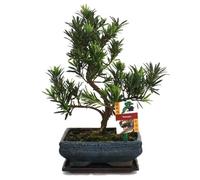 exotenherz - Bonsaï Pierre if - Podocarpus macrophyllus - 8 ans