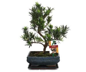 exotenherz - Bonsaï Pierre if - Podocarpus macrophyllus - 8 ans