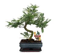 exotenherz - Bonsaï, poivre Szechuan - Zanthoxylum piperitum - environ 10 ans