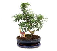 exotenherz - Bonsaï, poivre Szechuan - Zanthoxylum piperitum - environ 12-15 ans