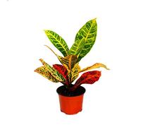 Exotenherz - Bouquet magique - Codiaeum"Petra" - 1 plante - Facile d'entretien - Purifiant à l'air - Pot de 12 cm