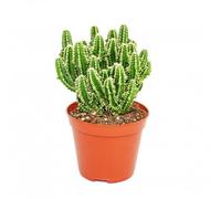 Exotenherz Cereus floridianus - Doigt vert - Dans un pot de 5,5 cm