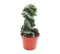 Exotenherz Cereus jamacaru Spiralis, cactus spiralés, dans un pot de 11 cm