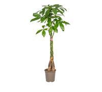 Exotenherz Châtaignier porte-bonheur Pachira aquatica avec tronc tressé Hauteur env. 120-140 cm