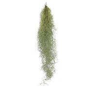 Exotenherz - Cheveux de fée - Mousse de Louisiane - Tillandsia usneoides - Tillandsie suspendue - env. 30-40 cm de long - facile d'entretien